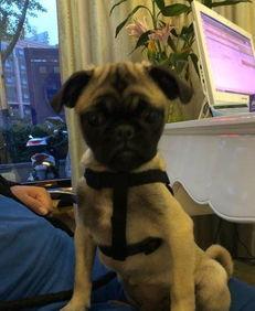 巴哥爆料最新人物是谁,揭秘最新神秘人物身份之谜 第1张 巴哥爆料最新人物是谁,揭秘最新神秘人物身份之谜 第1张